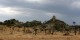 Tanzanie - 2010-09 - 130 - Serengeti - Decor